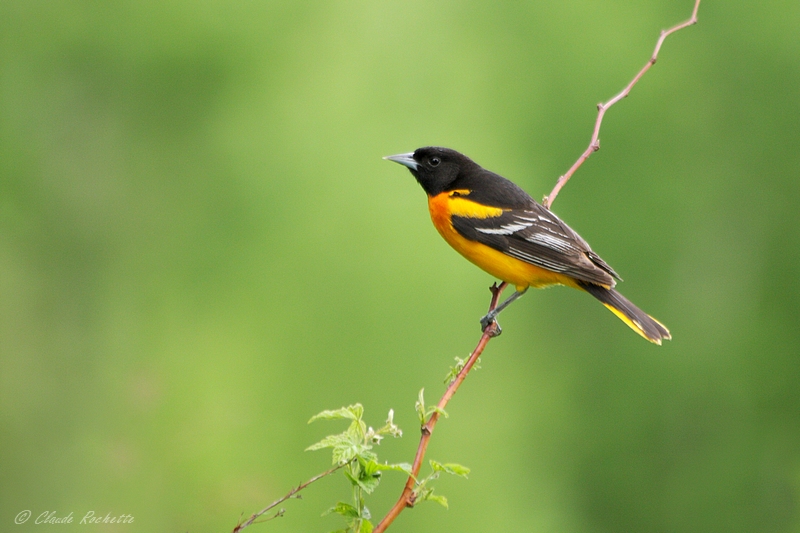 Oriole de Baltimore / Baltimore Oriole