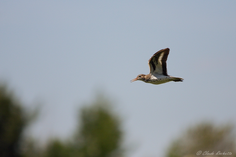 Chevalier grivel / Spotted Sandpiper