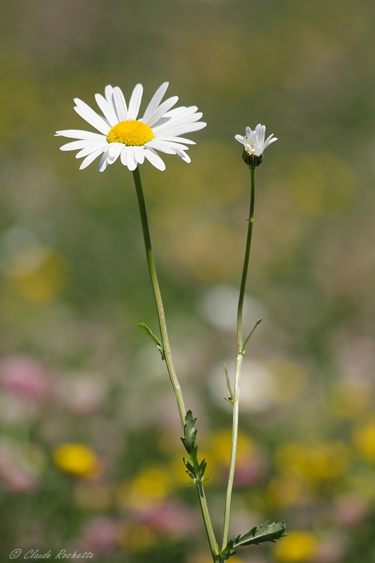 Marguerite commune /Oxeye daisy