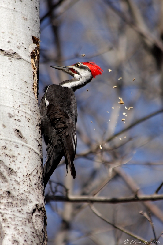 Grand Pic / Pileated Woodpecker