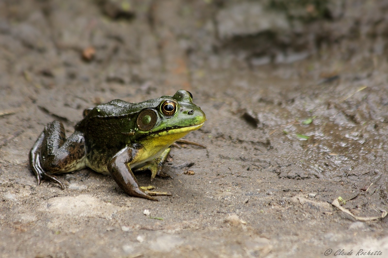 Grenouille verte / Green frog