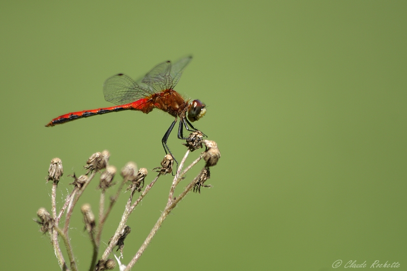 Sympetrum claireur / White-faced Meadowhawk