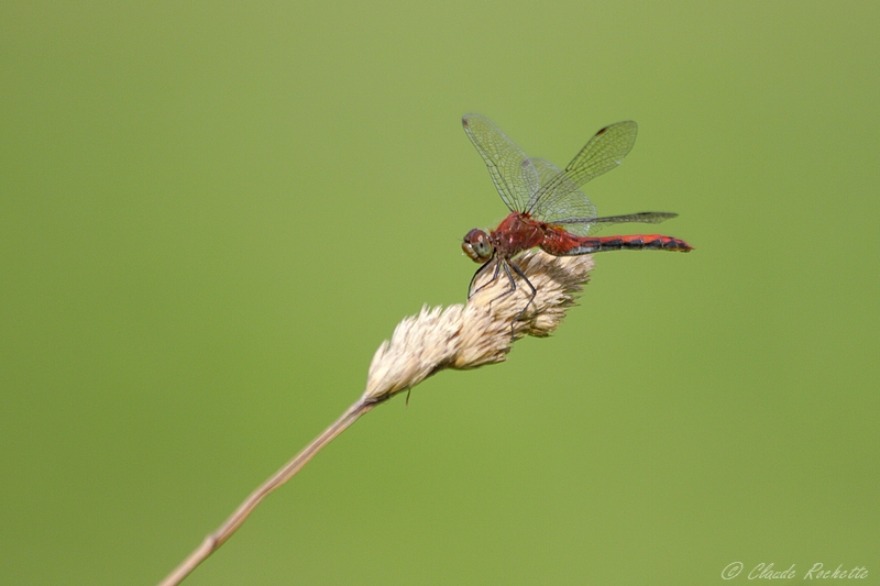 Sympetrum intime / Cherry-faced Meadowhawk