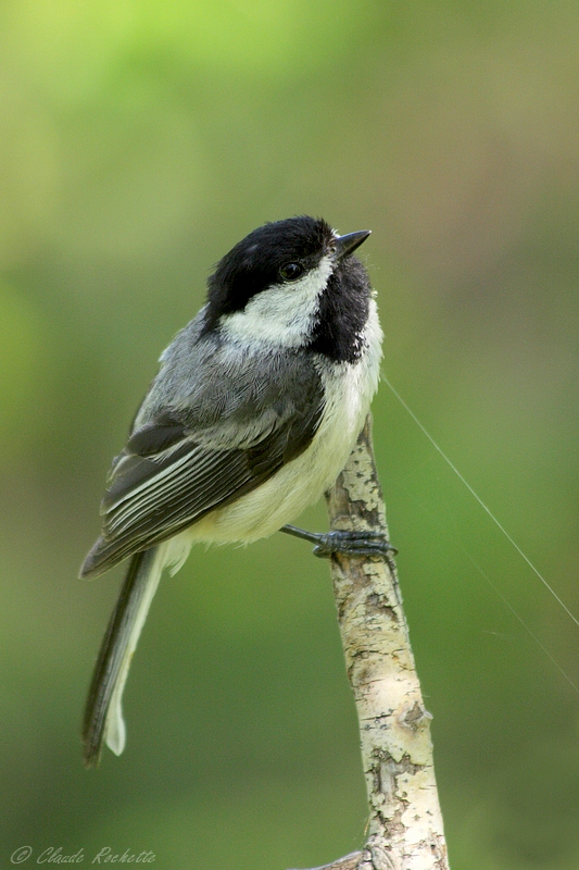 Msange  tte noire / Black-capped Chickadee