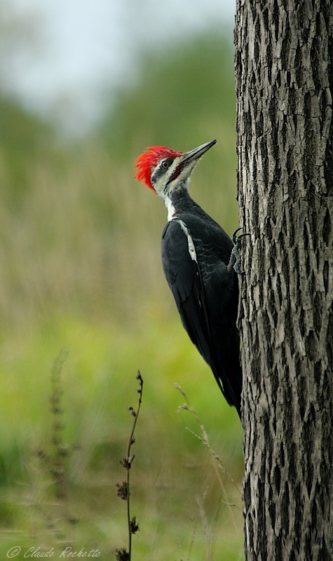 Grand Pic / Pileated Woodpecker