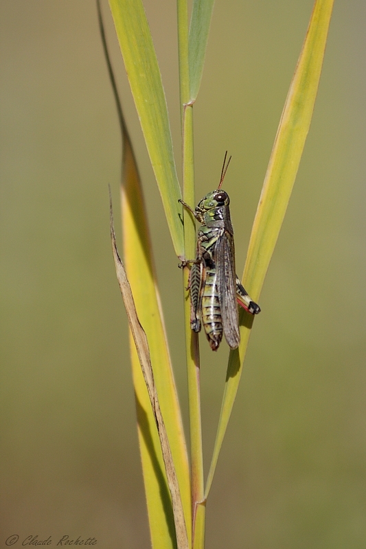 Criquet / Grasshoppers