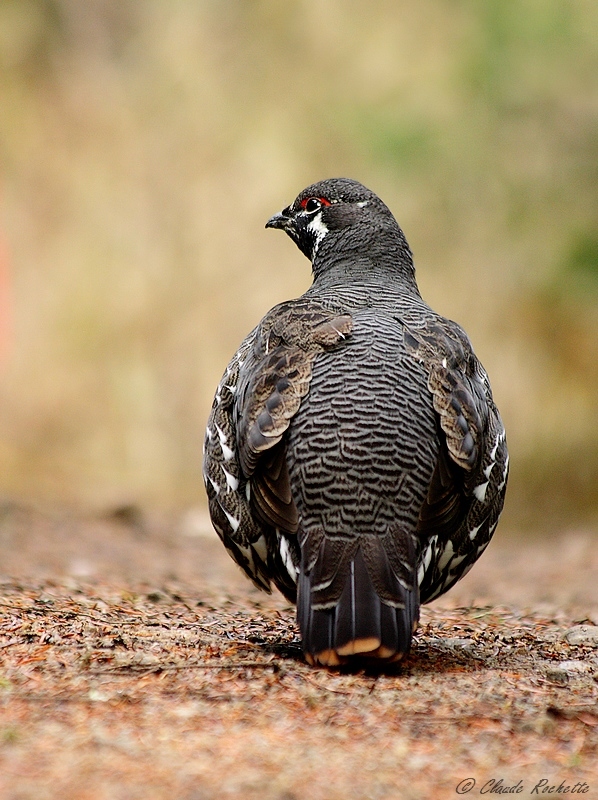 Tétras du Canada / Spruce Grouse