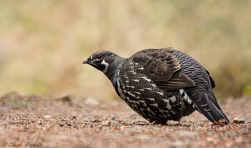 Tétras du Canada / Spruce Grouse