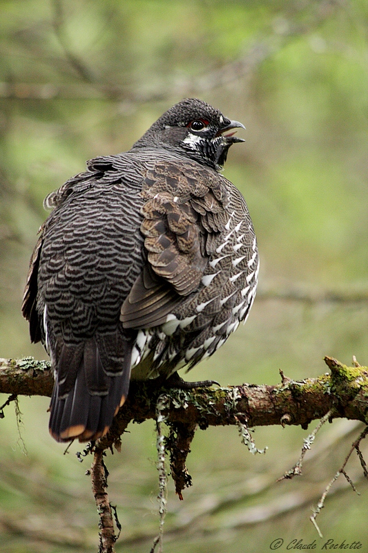 Tétras du Canada / Spruce Grouse