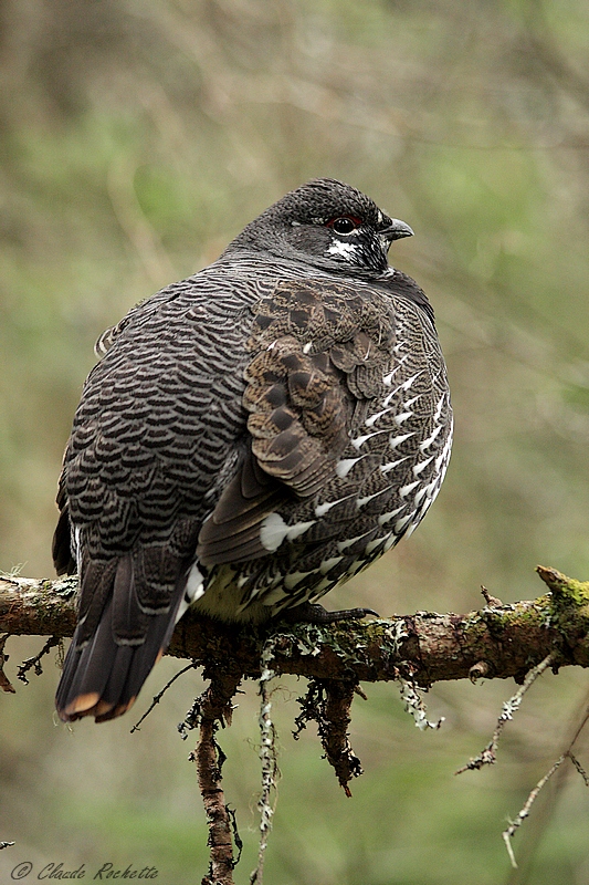 Tétras du Canada / Spruce Grouse