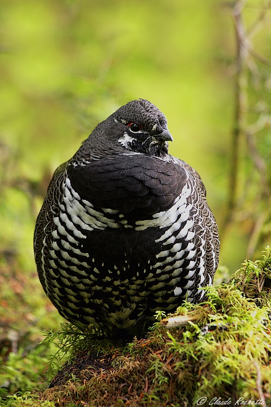 Tétras du Canada / Spruce Grouse