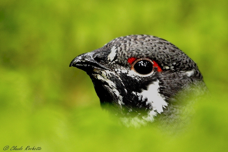 Tétras du Canada / Spruce Grouse