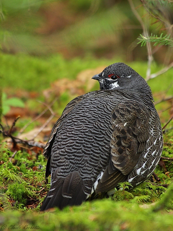 Tétras du Canada / Spruce Grouse