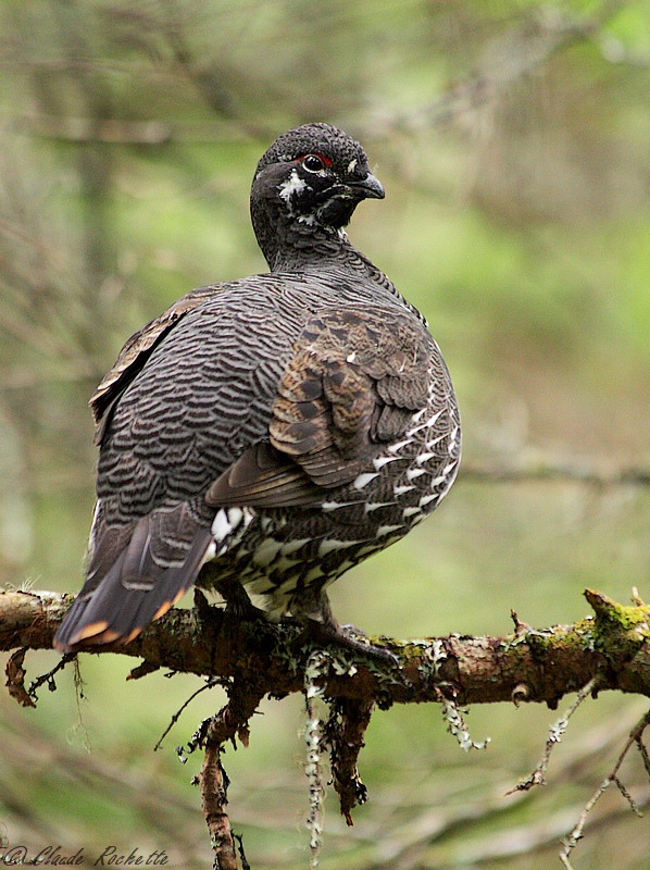 Tétras du Canada / Spruce Grouse