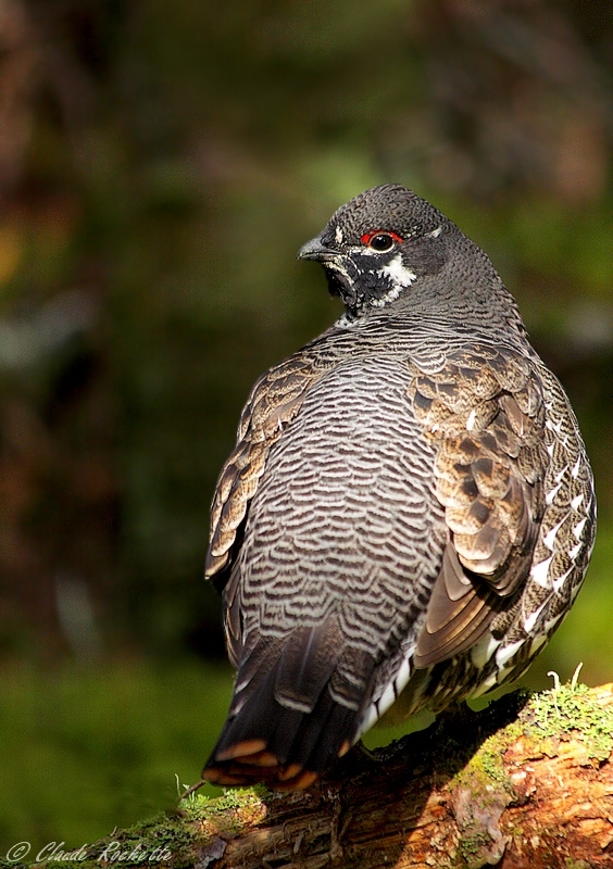 Tétras du Canada / Spruce Grouse