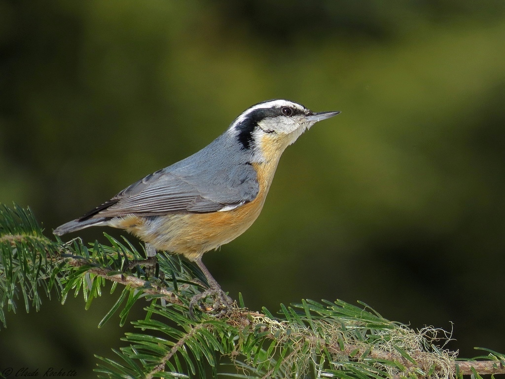 Sittelle à poitrine rousse / Red-breasted Nuthatch