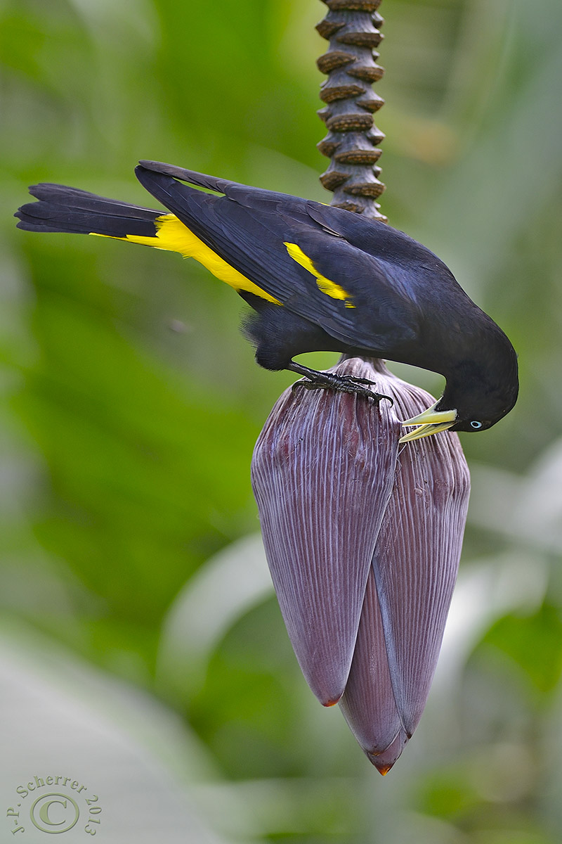 Yellow-rumped Cacique (Cacicus Cela)