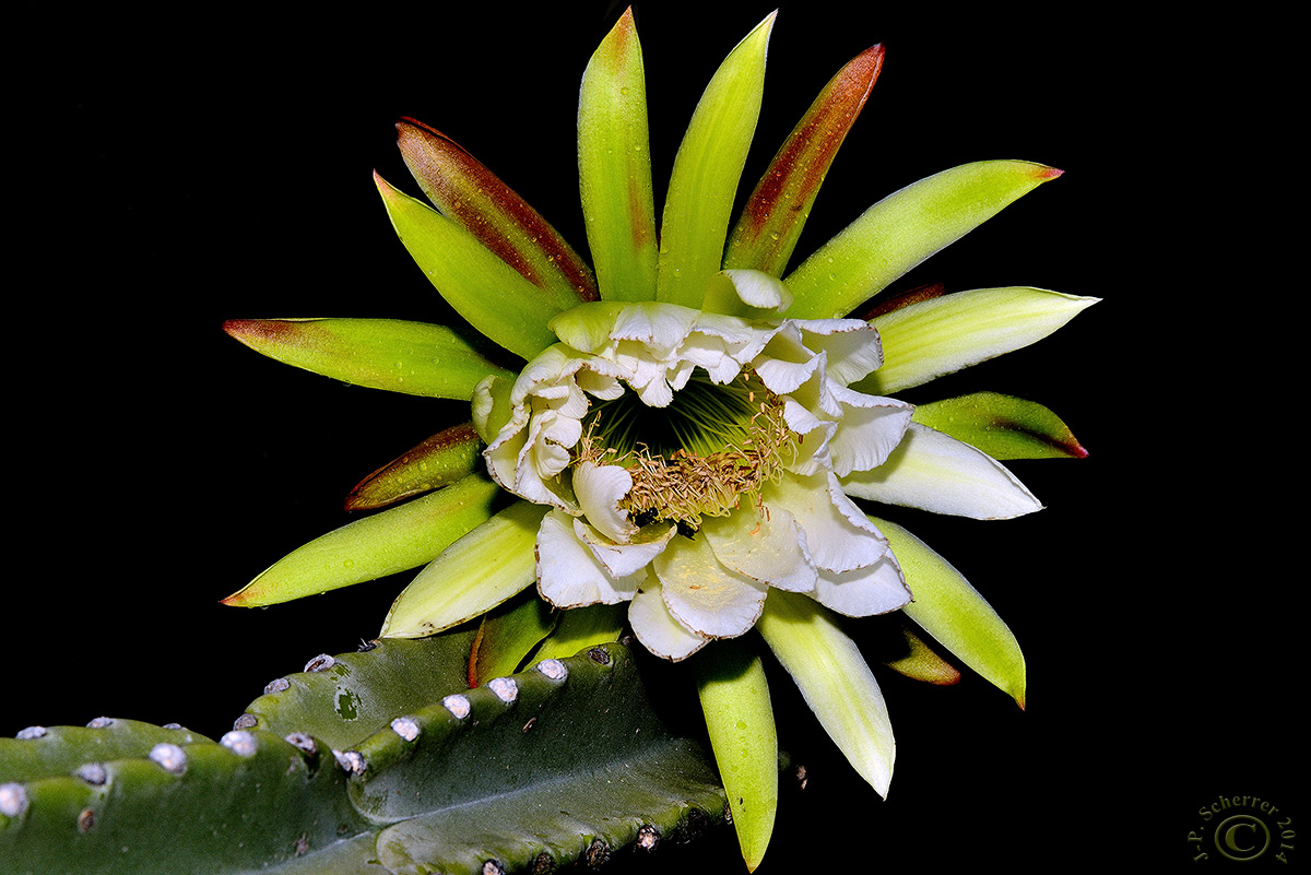 Cactus Mandacaru (Cereus Jamacaru)