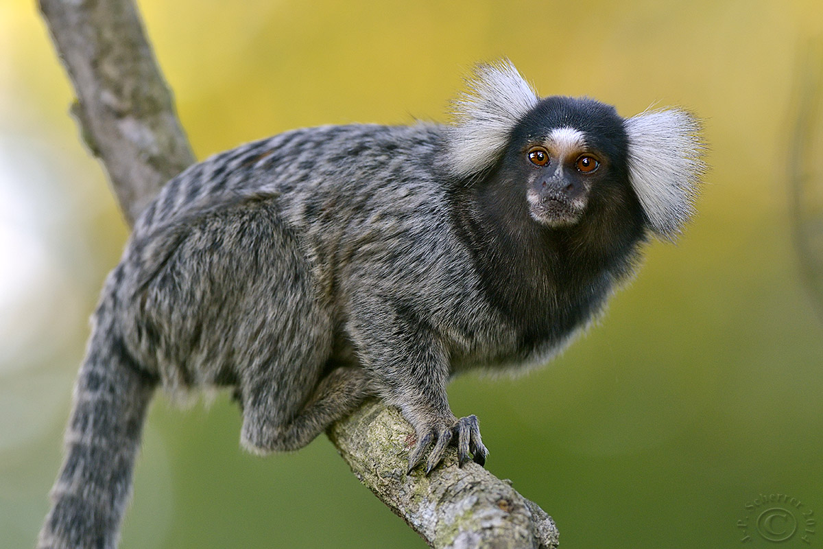 Common marmoset (Callithrix Jacchus)