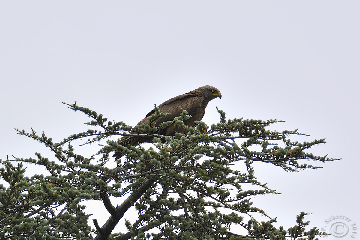 Red kite up on a tree