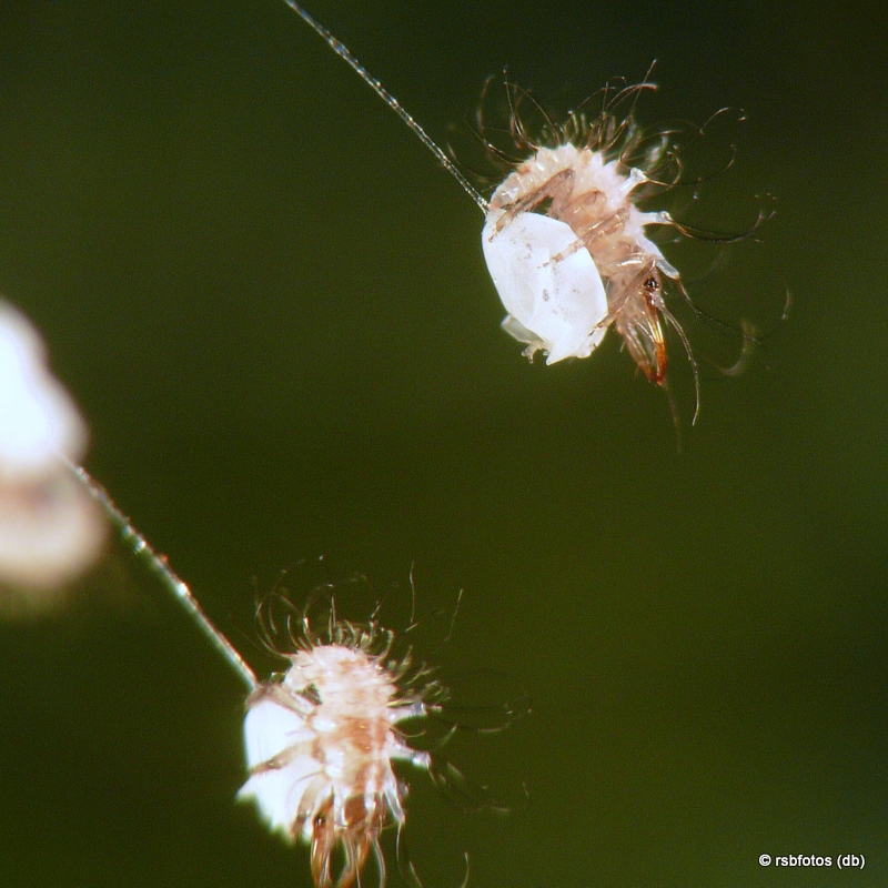 Green Lacewing Fly Larva Hatching