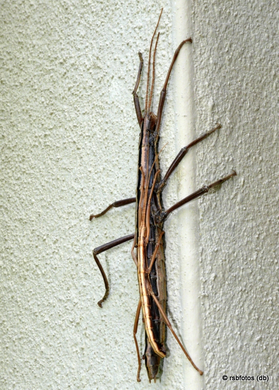 Two-striped Walkingsticks