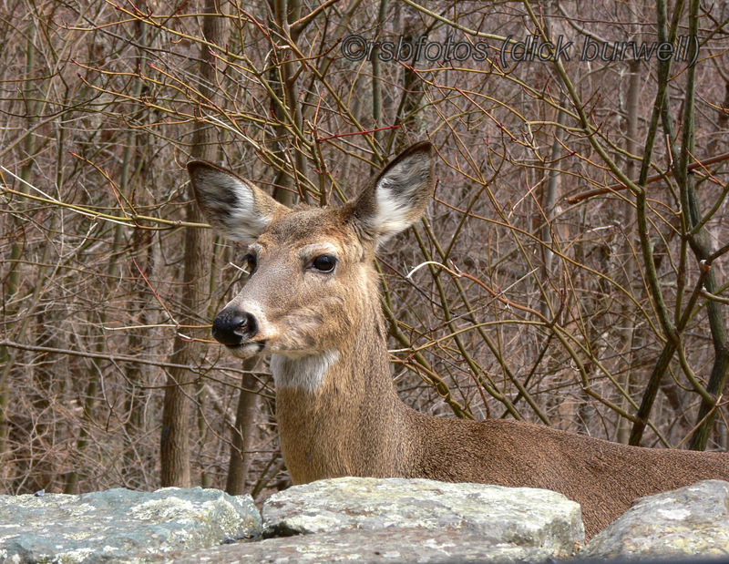 White Tail Deer