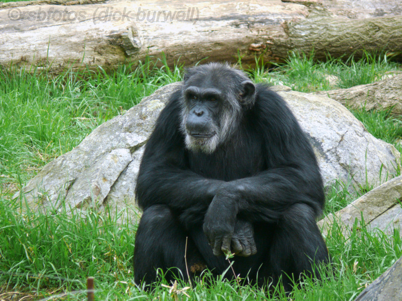 Chimpanzee Hondo(m)[rip] - NC Zoo 