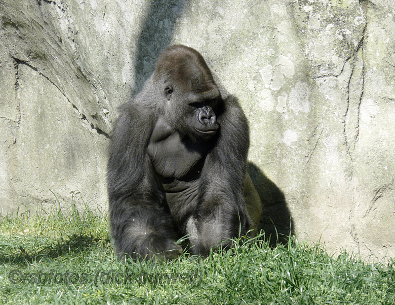 Gorilla Nkosi (m)[rip] - NC Zoo