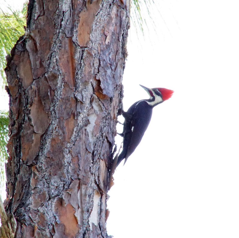 Pileated Woodpecker