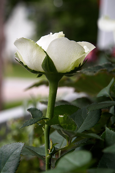 white rose