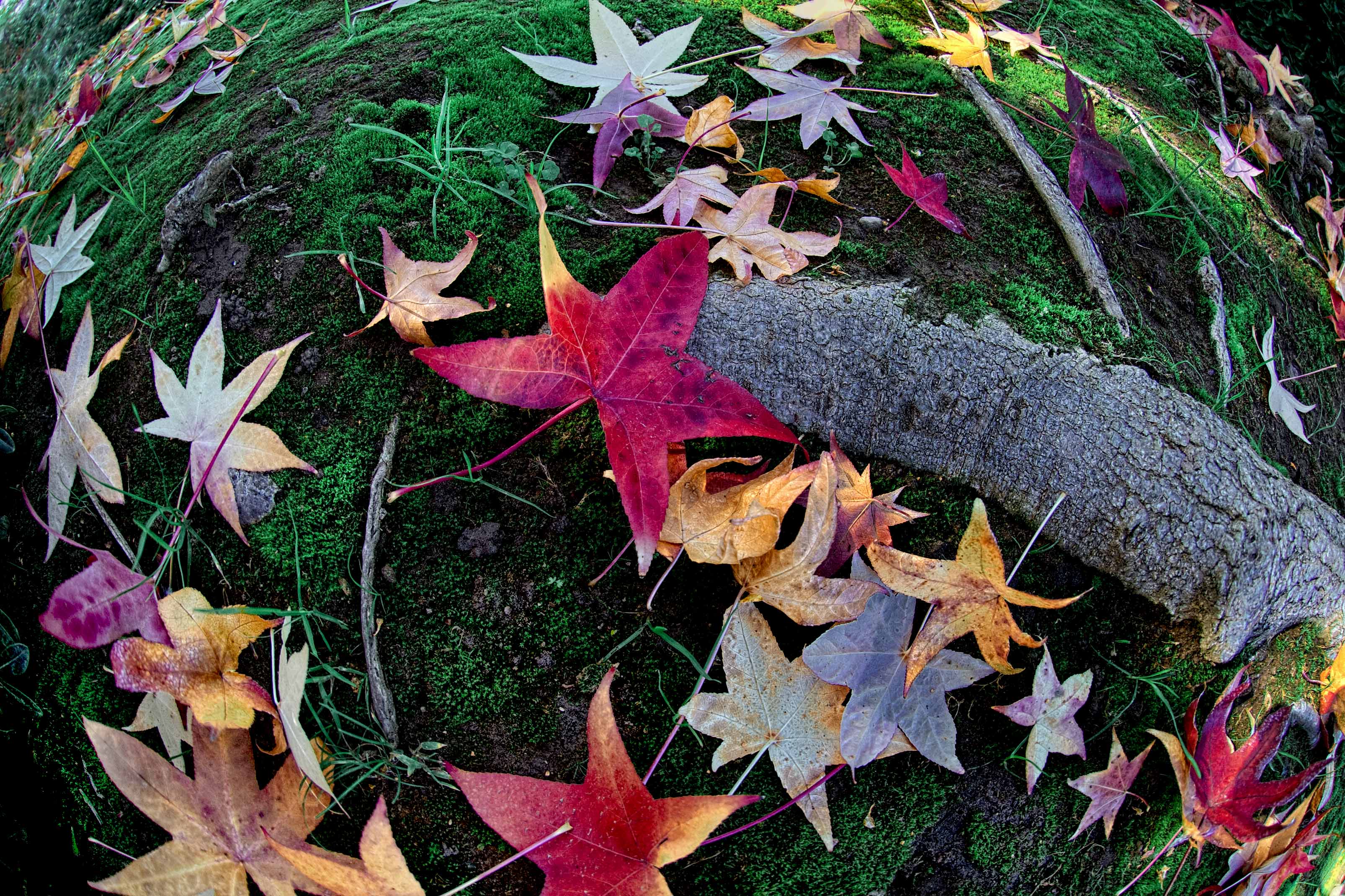 D4E_0043FallLeaves1.jpg