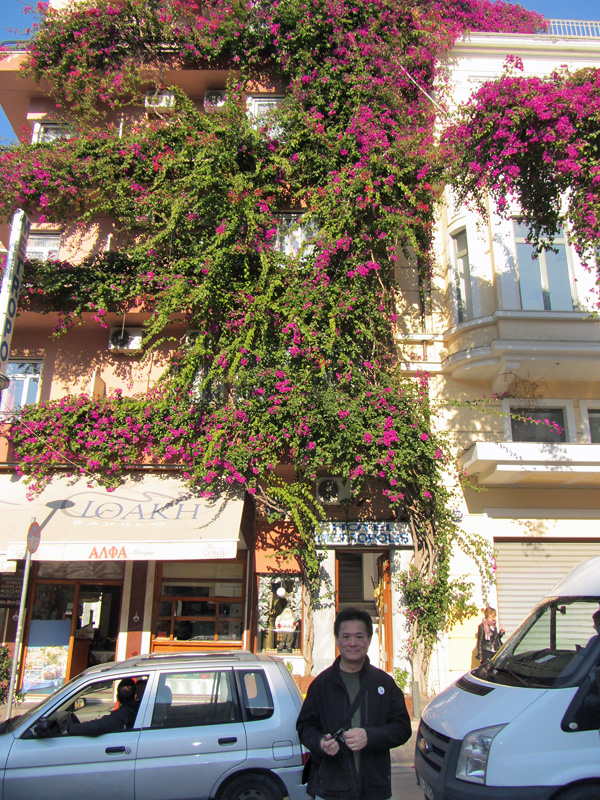 16 Bougainvillea Plant-Athens (Greece).JPG