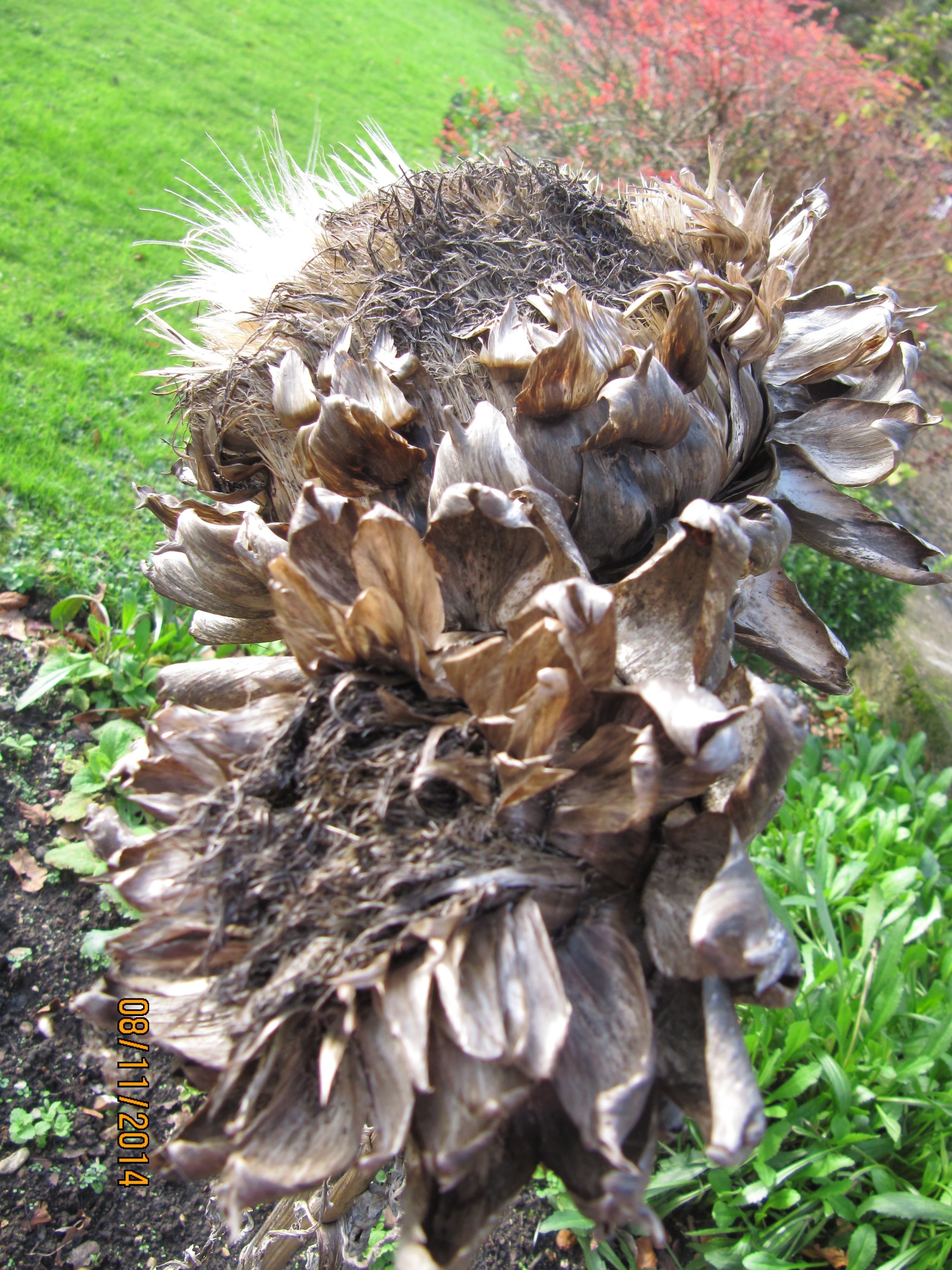 a spent artichoke 