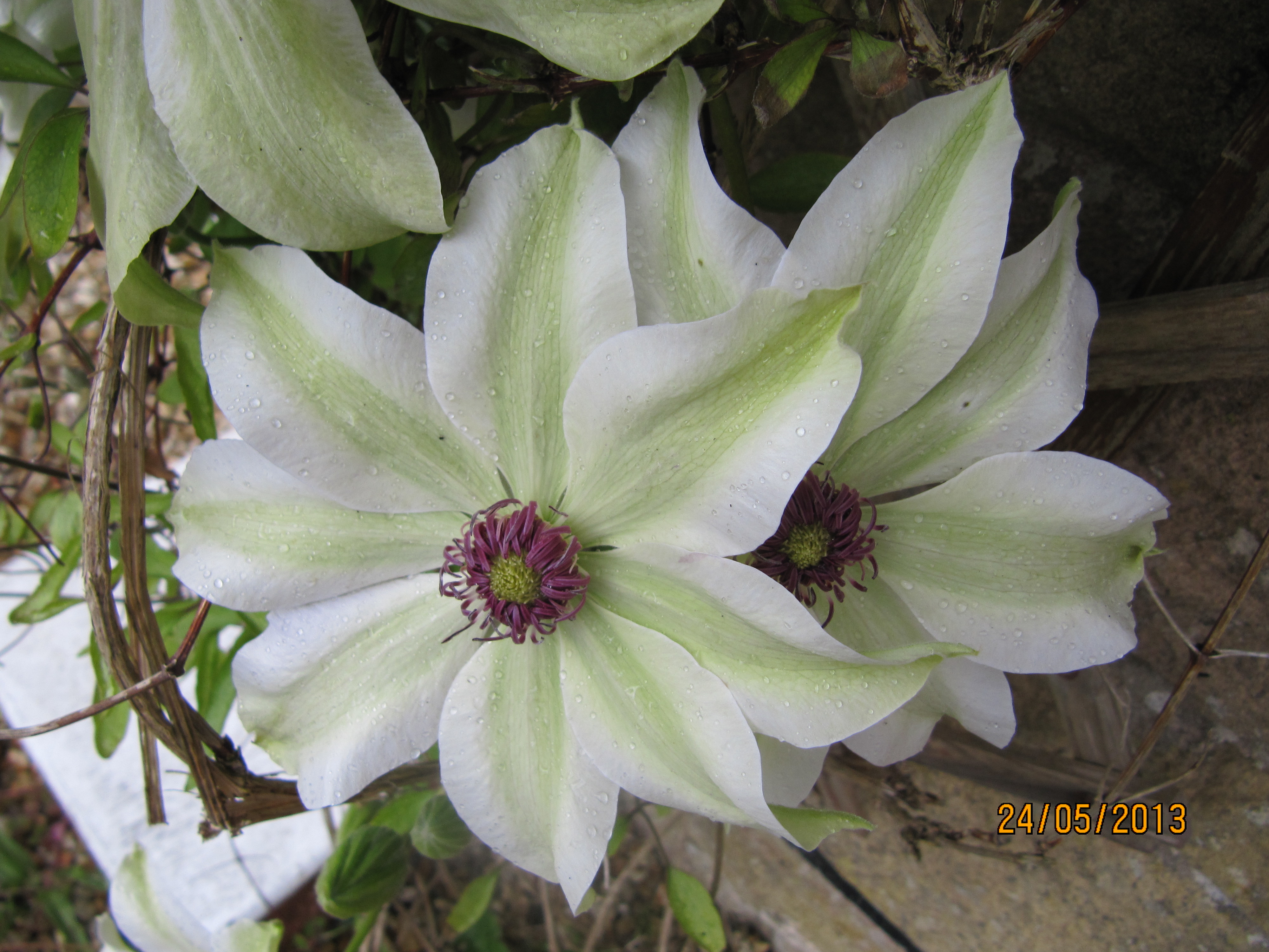 climbing clematis 