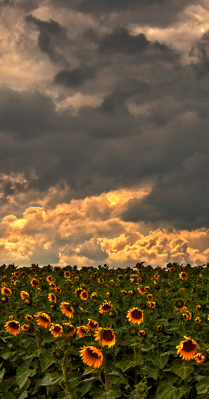Dramatic sky and Sunflowers
