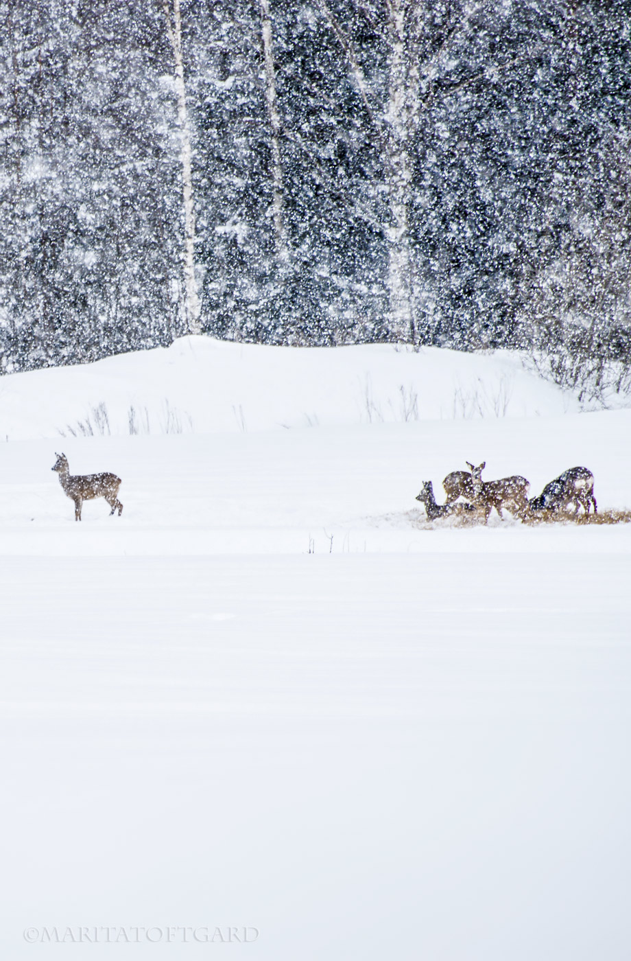 The family of deer in stowstorm