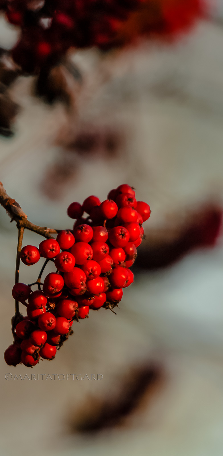 #Red #Rowanberries in Swedish Fall