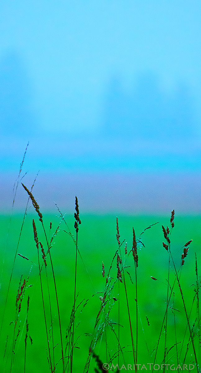 Heavy mist on the trees in the field