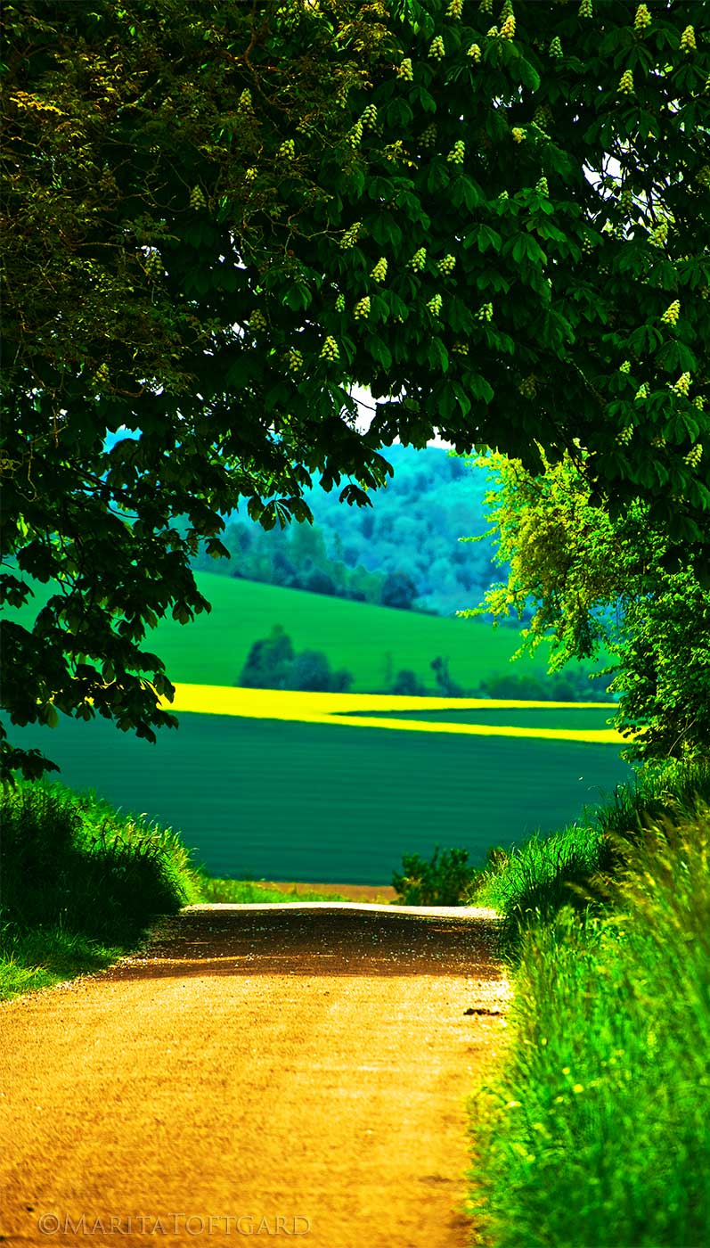 Yellow and green fields in France