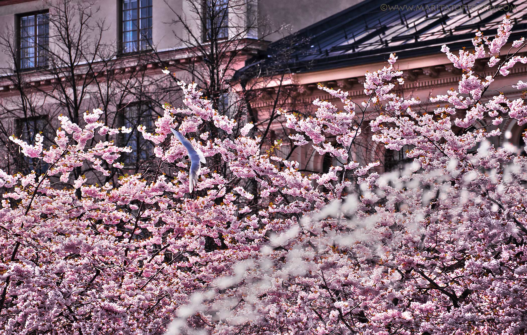 Romantic cherryblossoms, with a bird in the centre of Stockholm.