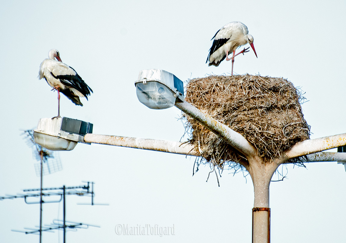 Storks in the Algarve coast in Portugal