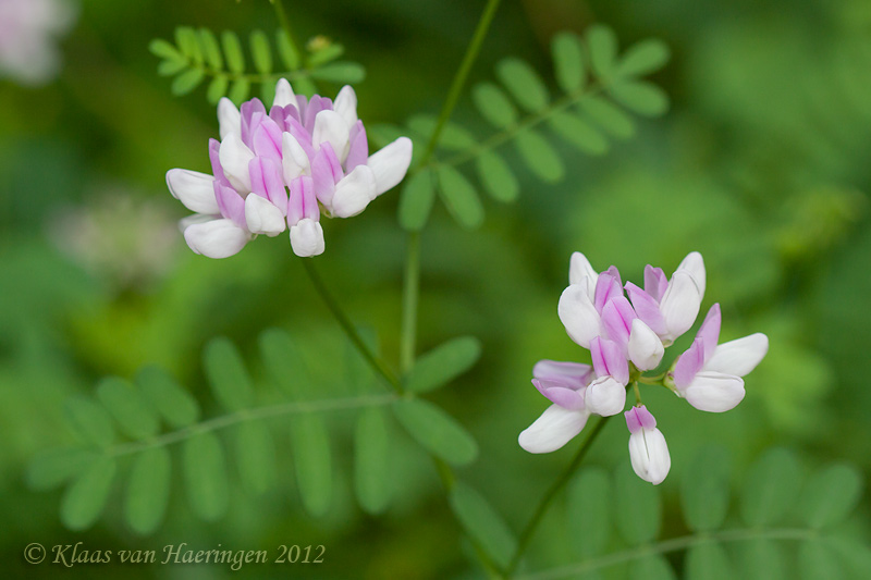 Bont kroonkruid - Crown Vetch - Securigera varia