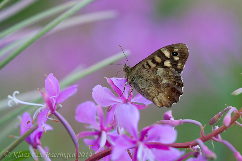 Bont zandoogje - Speckled Wood - Pararge aegeria