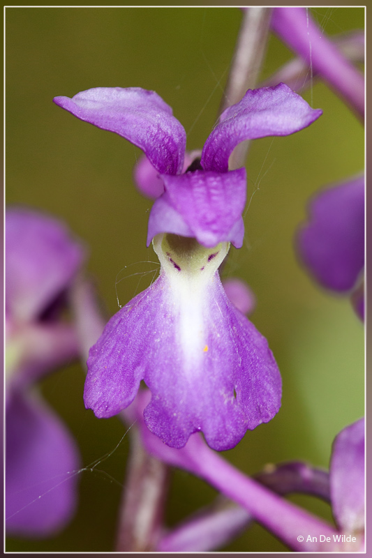 Mannetjesorchis - Orchis mascula