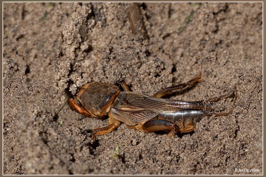 Veenmol - Gryllotalpa gryllotalpa