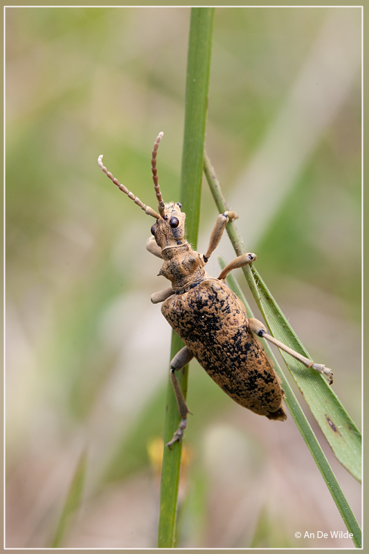 Grote Ribbelboktor - Rhagium sycophanta