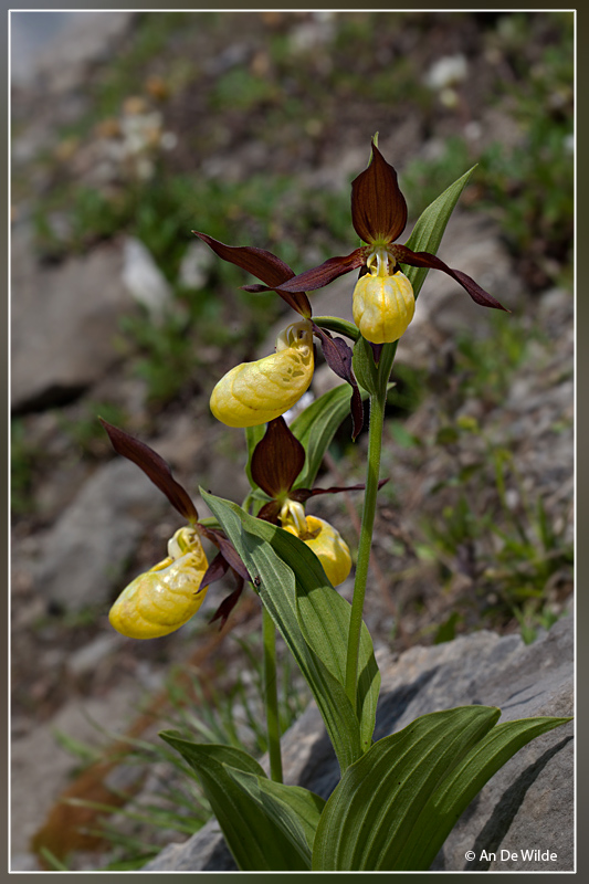 Vrouwenschoentje  - Cypripedium calceolus