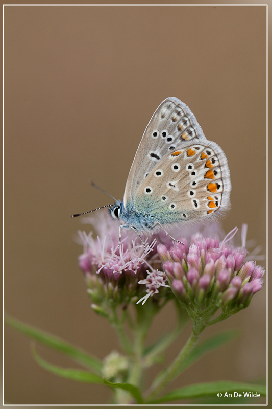 Icarusblauwtje - Polyommatus icarus