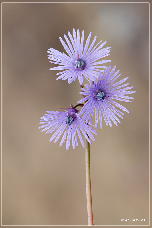 Alpenkwastjesbloem - Soldanella alpina